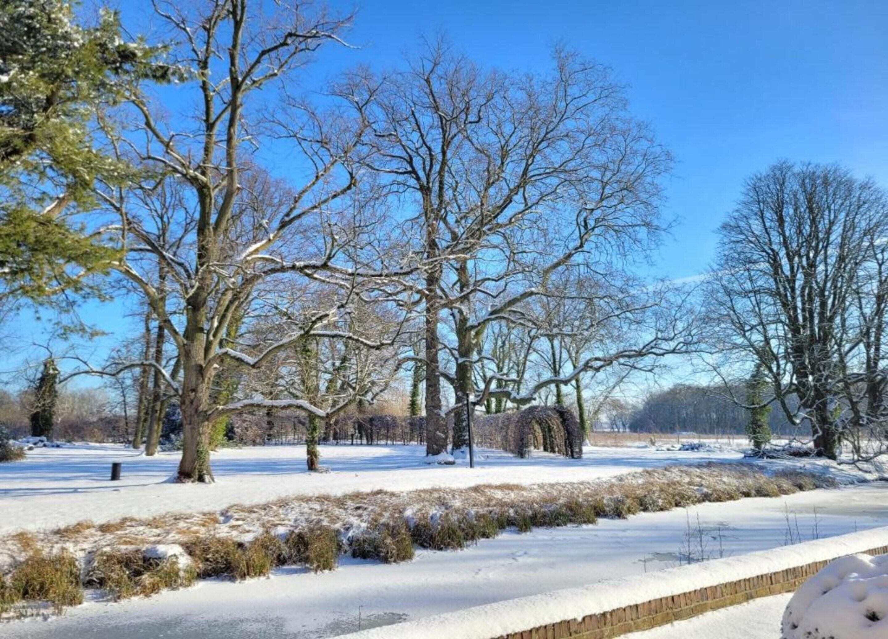 A snowy landscape with leafless trees and a clear blue sky.