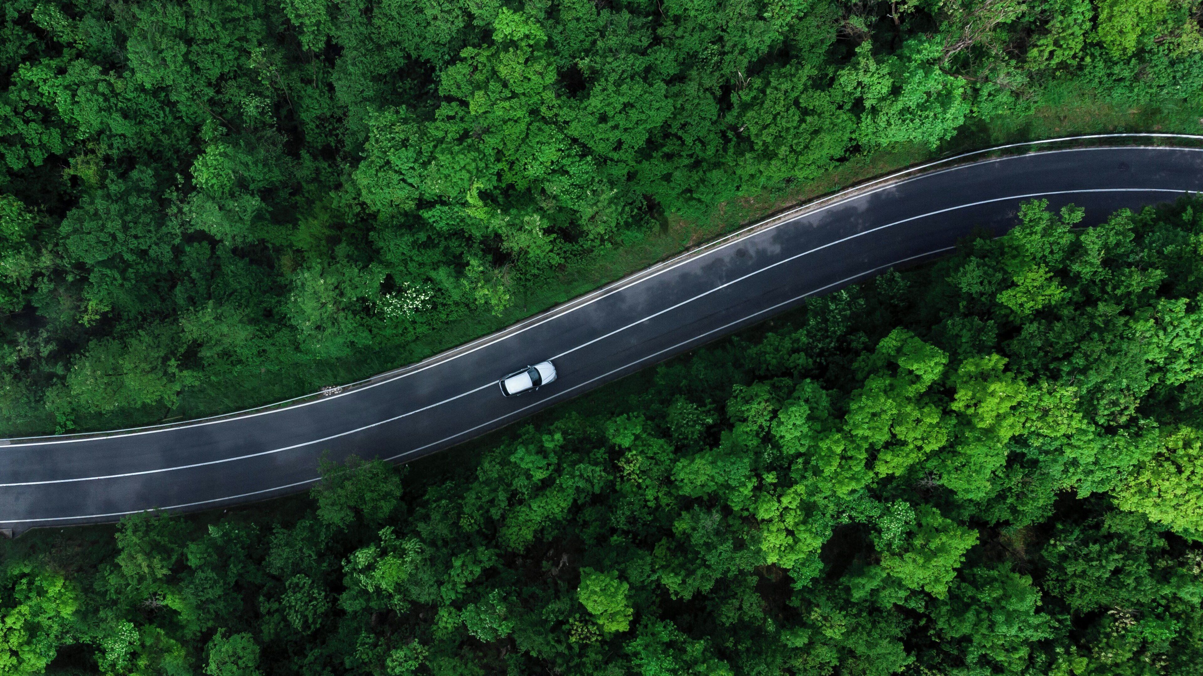 A winding road through a dense forest.