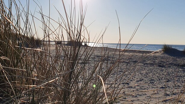 Uma praia com gramíneas altas em primeiro plano e o sol brilhando ao fundo.