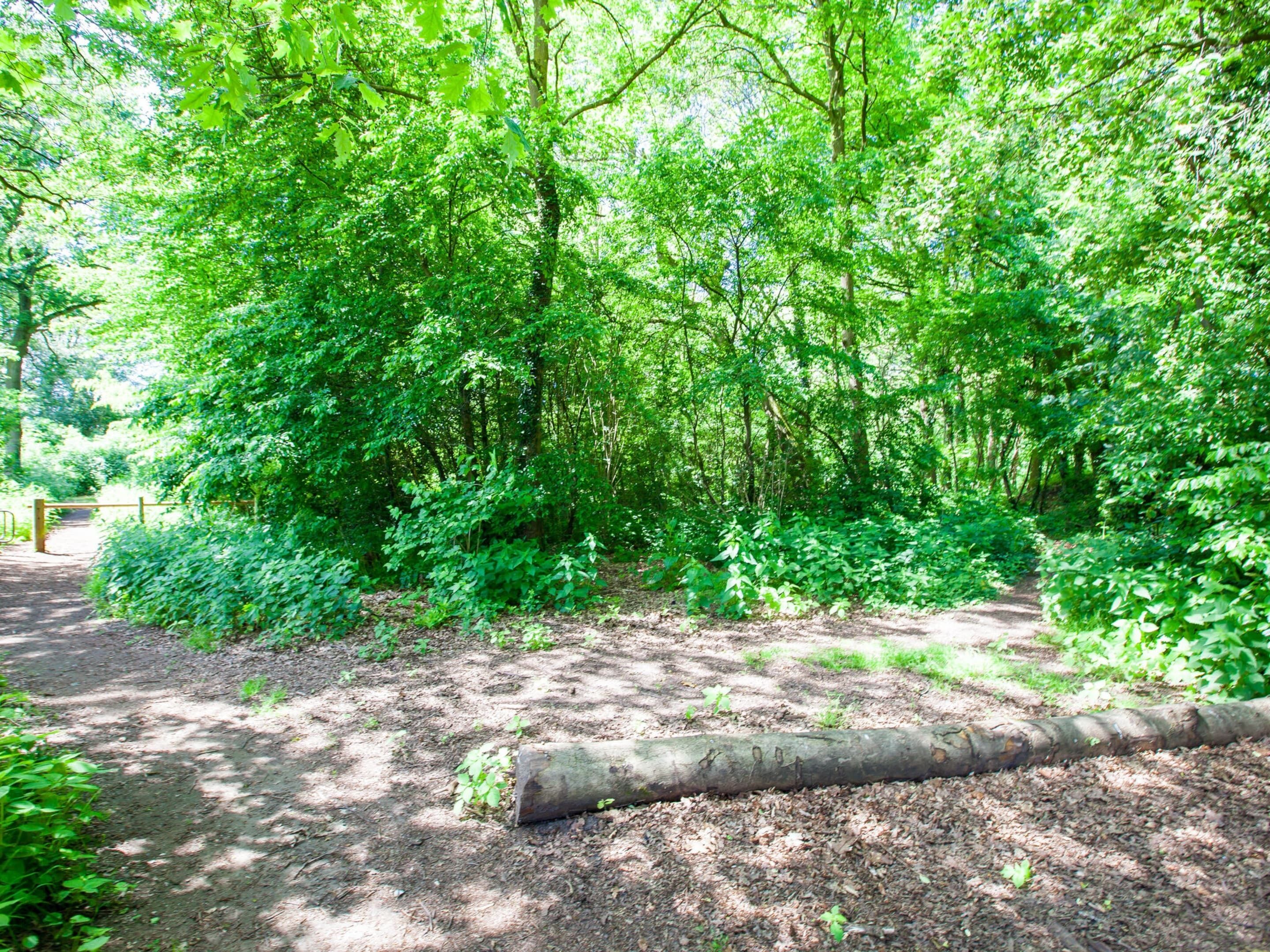 A forested area with a dirt path, dense green foliage, and a fallen log.
