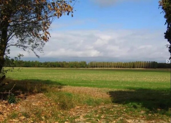 An open field with a line of trees in the distance and a clear sky.