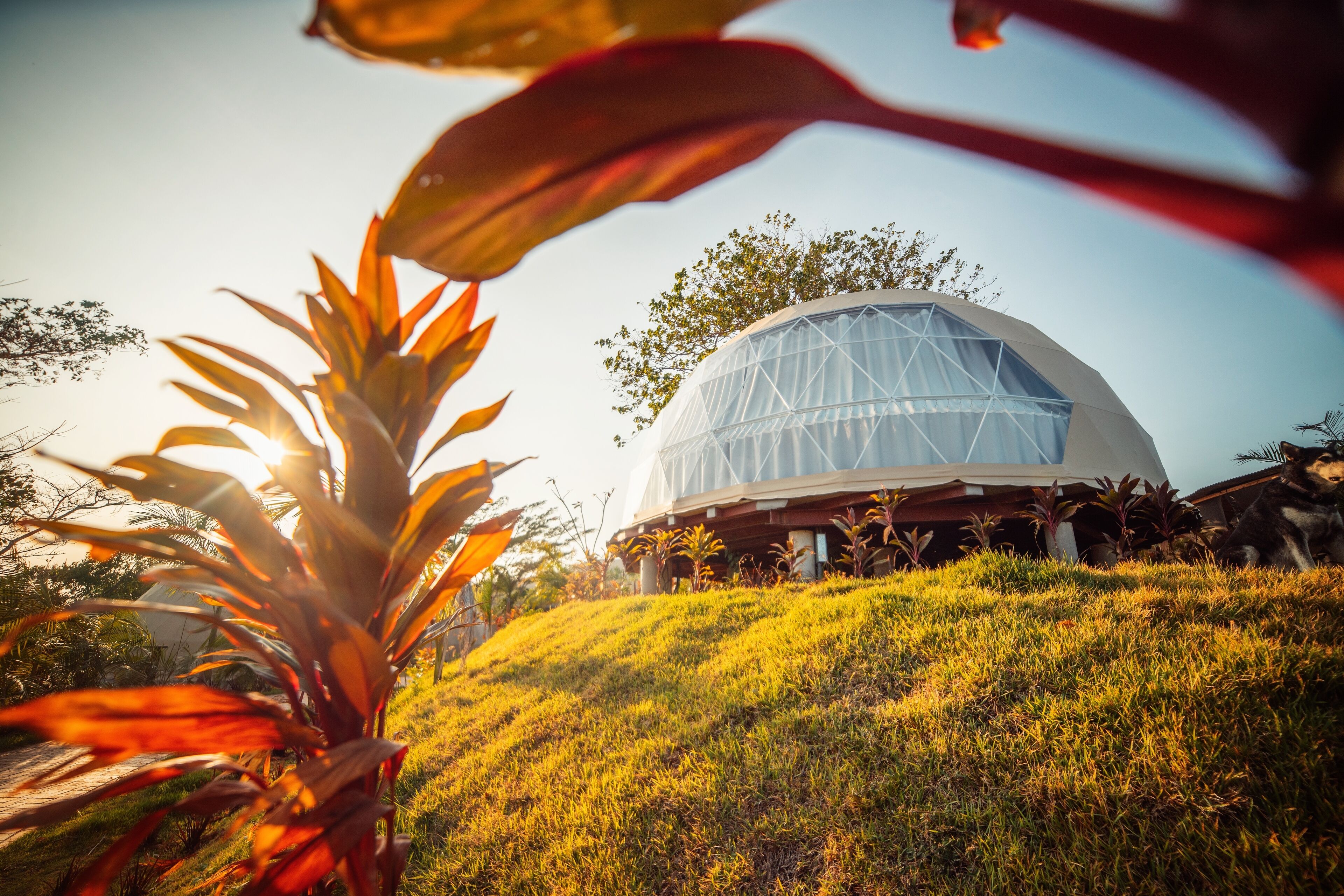 Um edifício em forma de cúpula com teto transparente, rodeado por vegetação exuberante e um monte gramado.