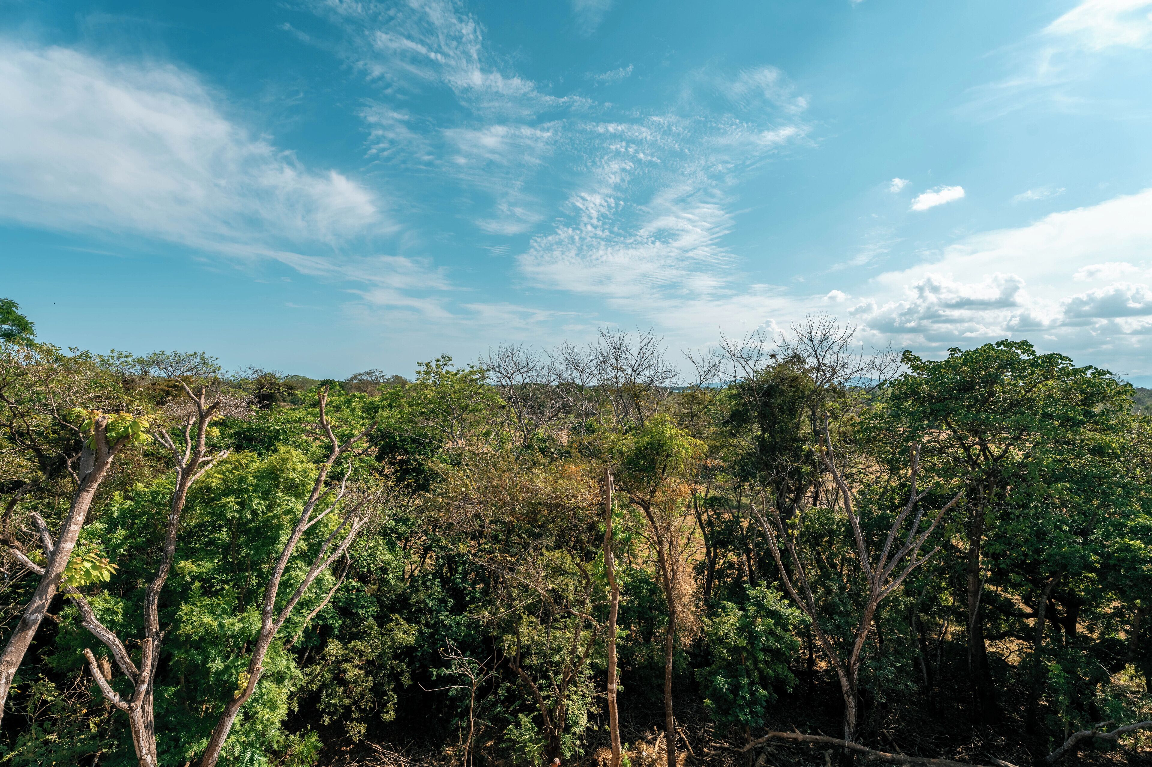 A dense forest with a clear sky.