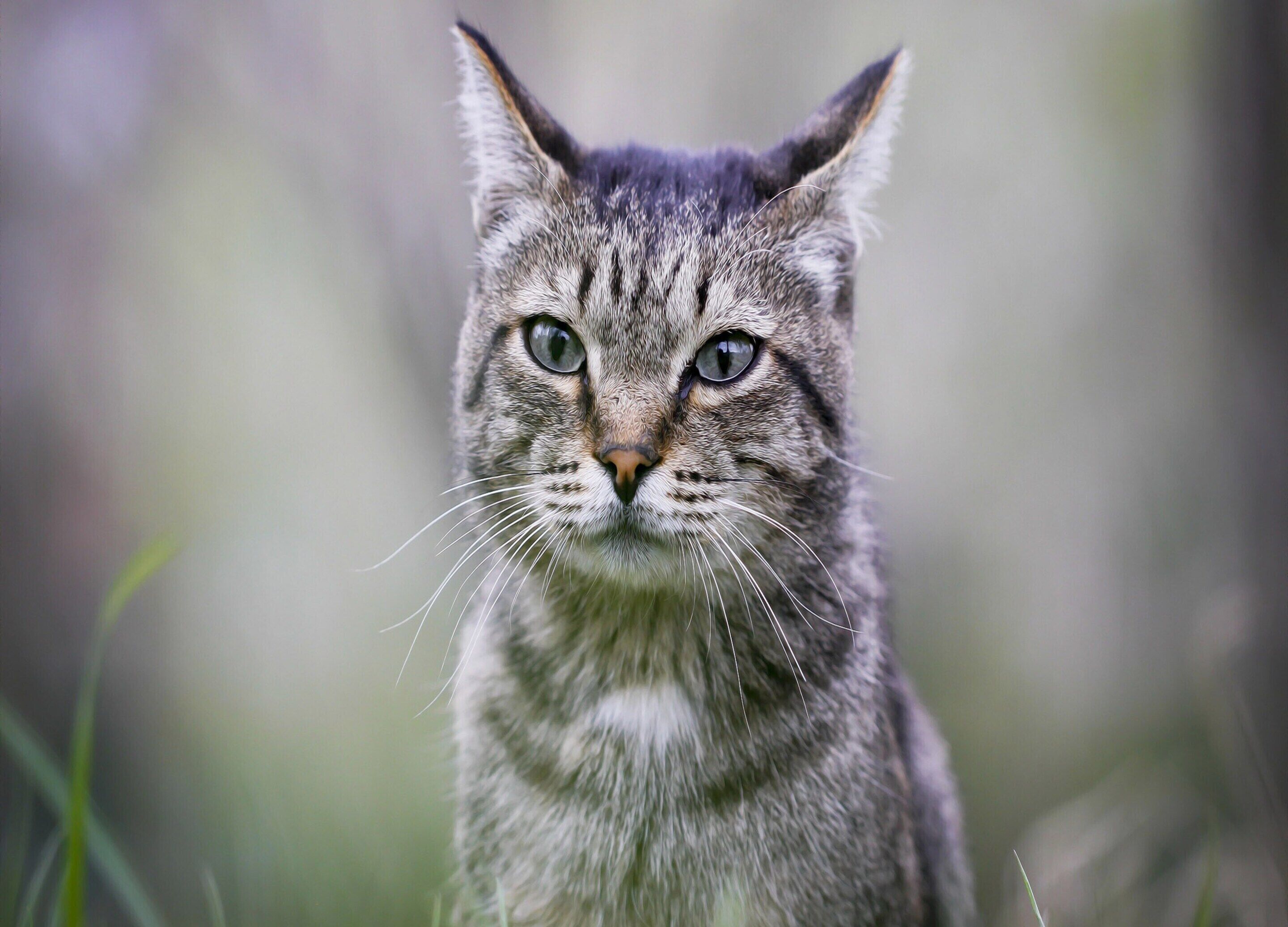 A close-up of a cat's face with a blurred natural background.