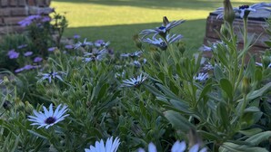 A garden with white flowers and green foliage. - Parador 15 (Funes)
