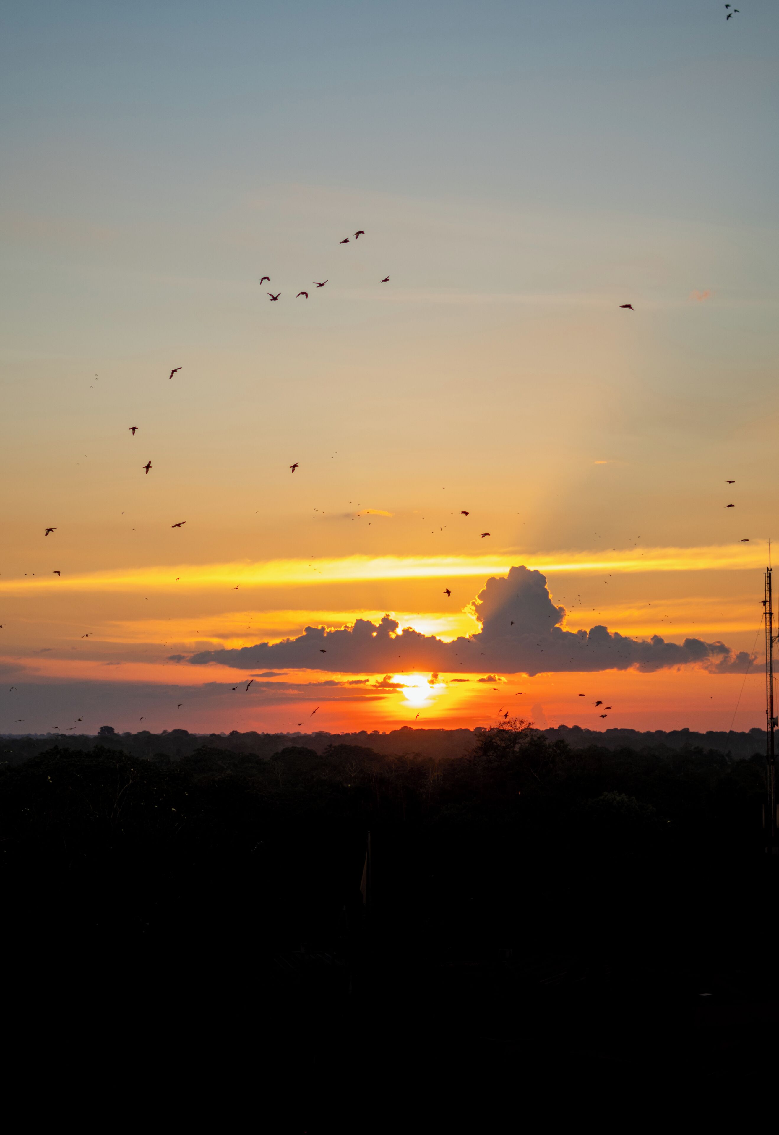 A sunset with silhouettes of trees and birds in the foreground.