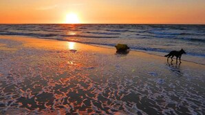 Une plage au coucher du soleil, avec deux chiens sur le sable.