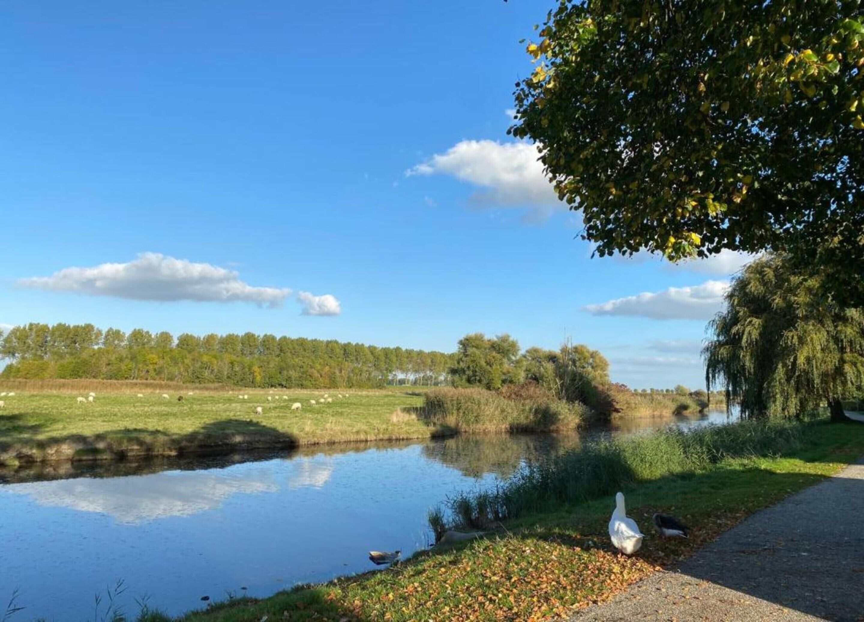 Tranquillo paesaggio con un lago, oche e pecore al pascolo, alberi e cielo sereno.
