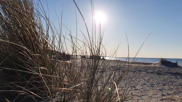 A beach with tall grasses in the foreground and the ocean in the background. - Villa in Colijnsplaat by the Sea & Sauna (Colijnsplaat)