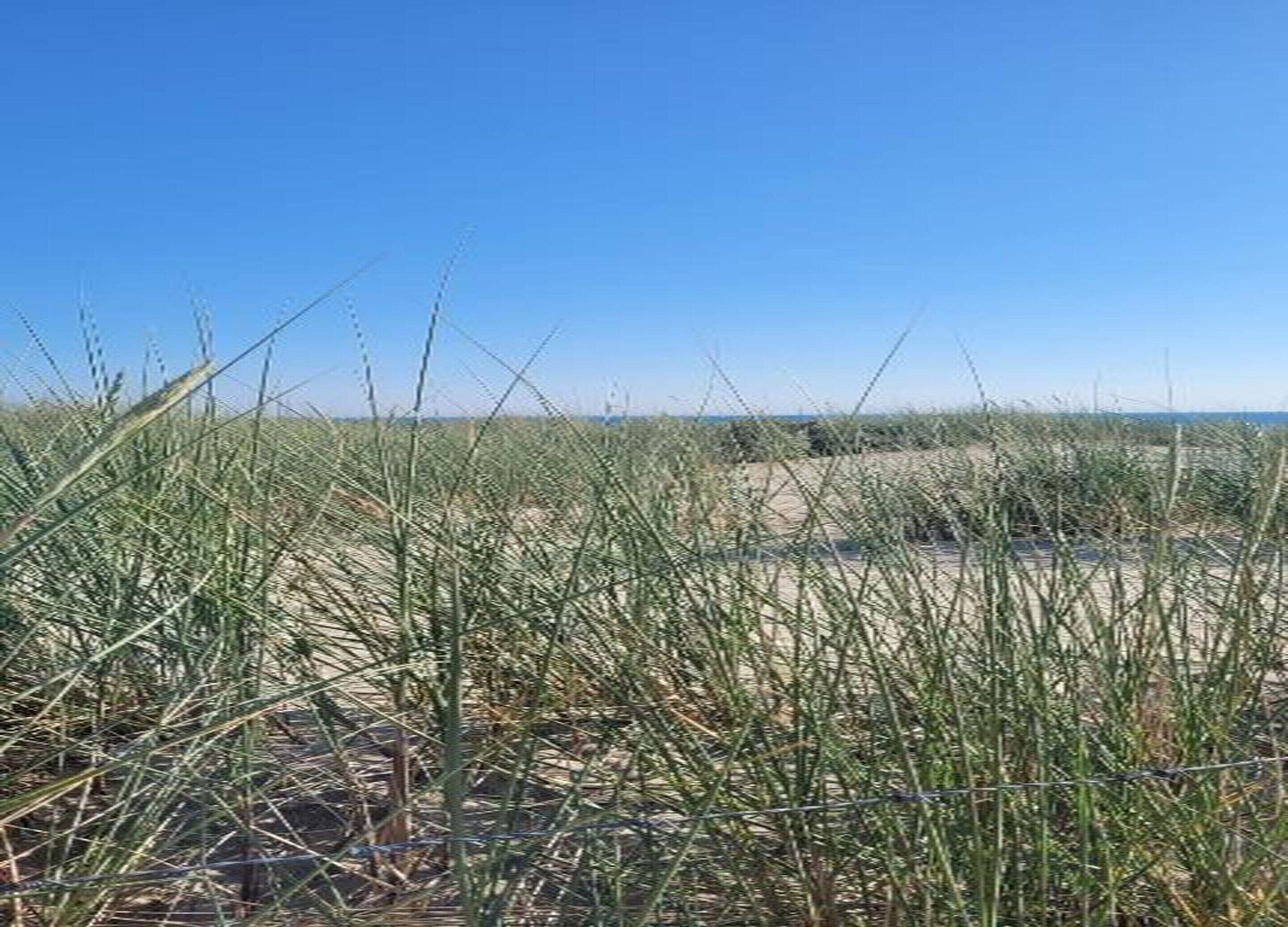 A coastal landscape with tall grasses and a clear blue sky.