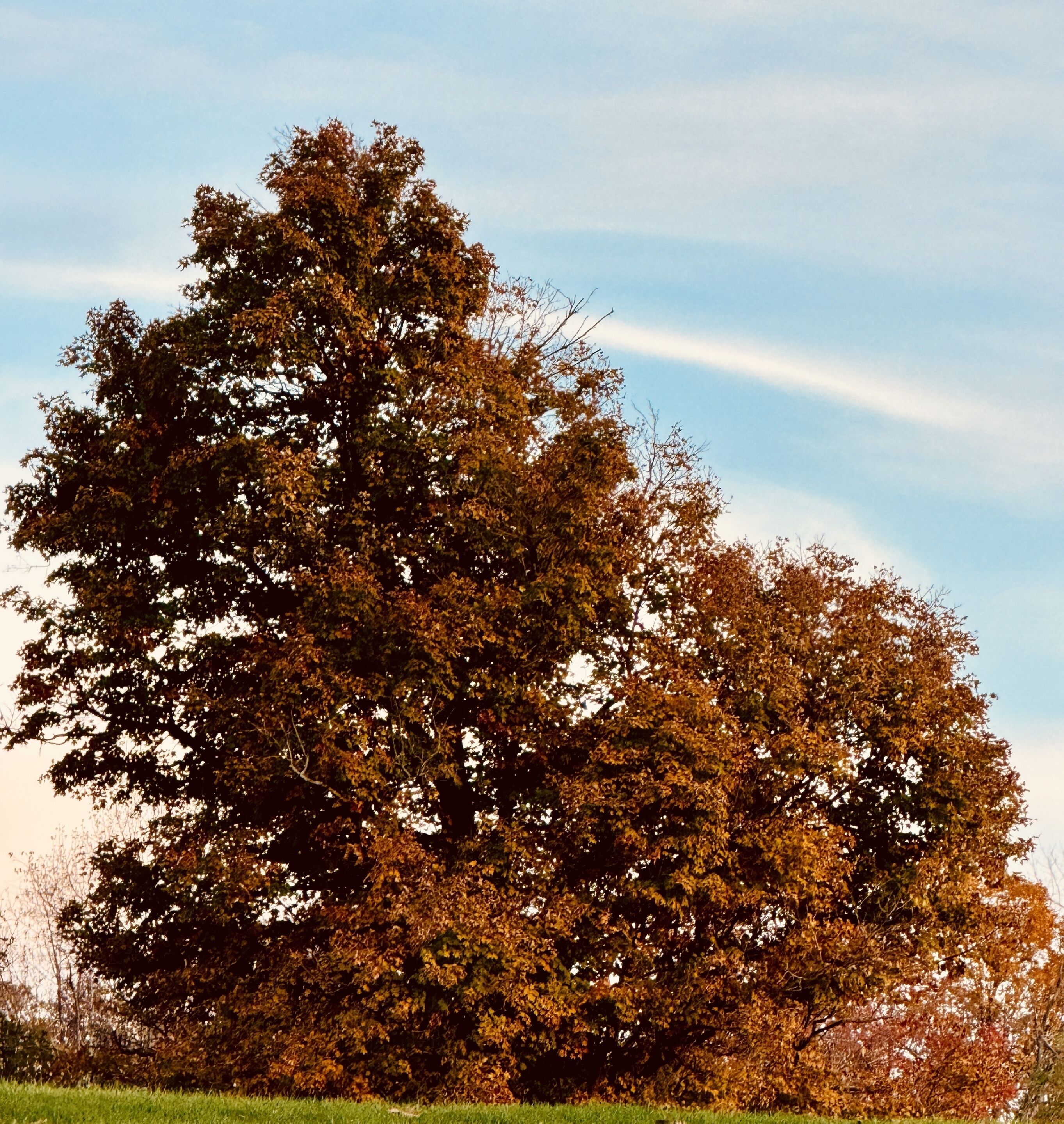 A large tree with dense foliage against a clear sky.