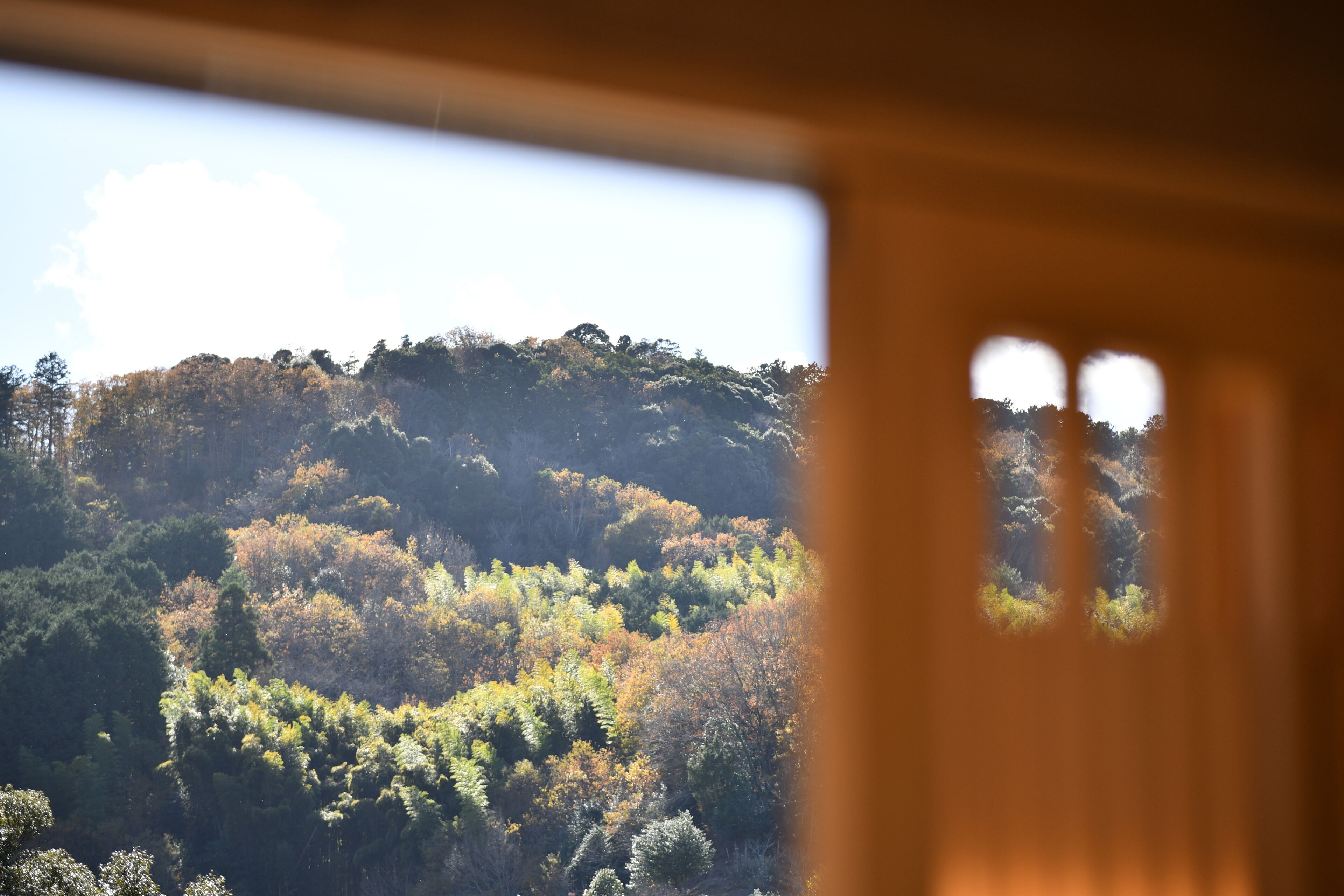 Vista a través de una ventana de una ladera boscosa, con un primer plano borroso que sugiere una estructura de madera.