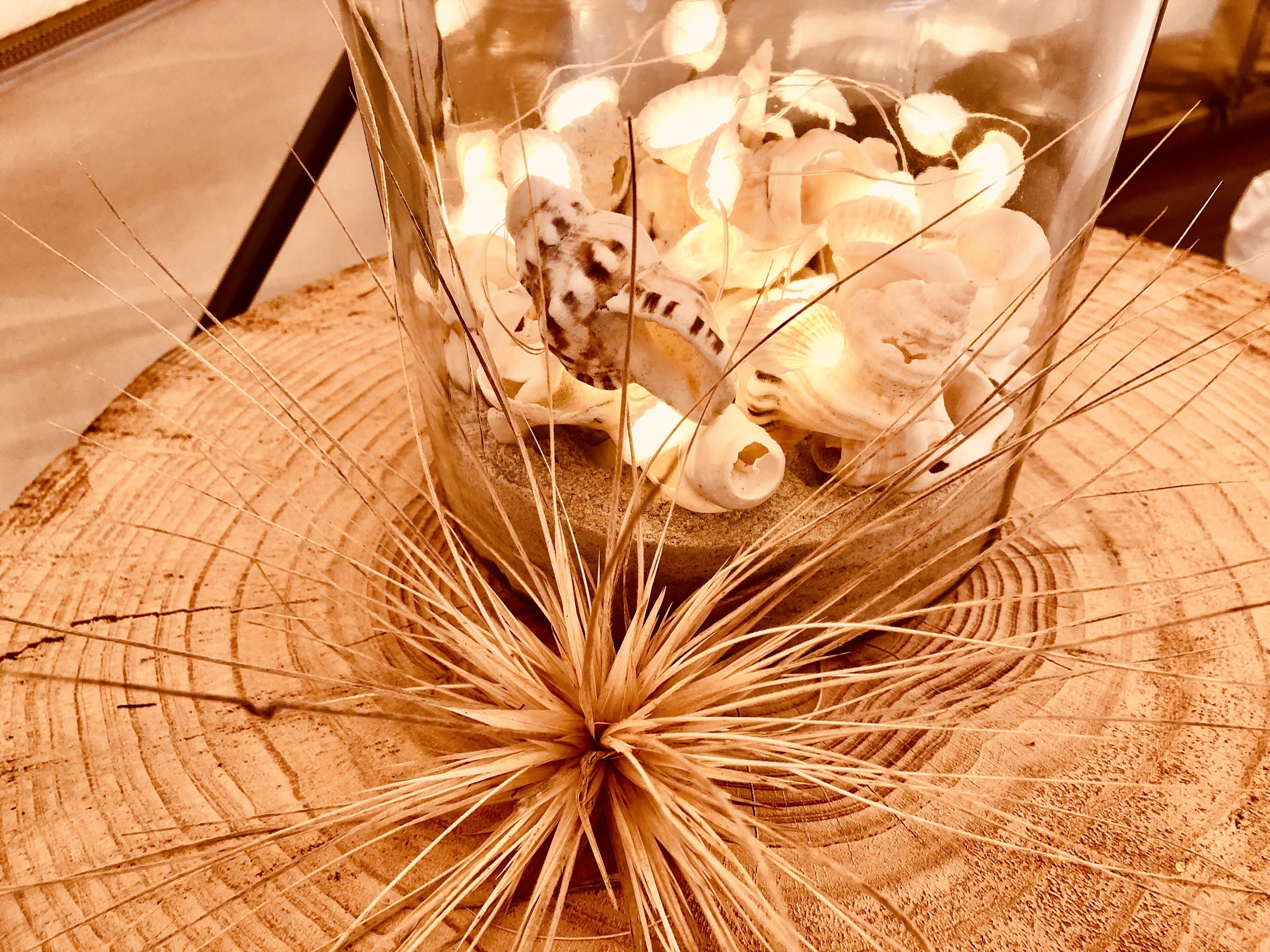 A glass container filled with seashells and a decorative plant on a wooden surface.