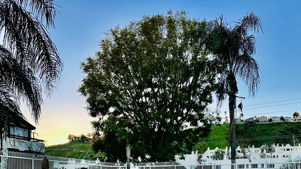 Piscina con sillas de descanso y sombrillas, rodeada de una cerca blanca y árboles.