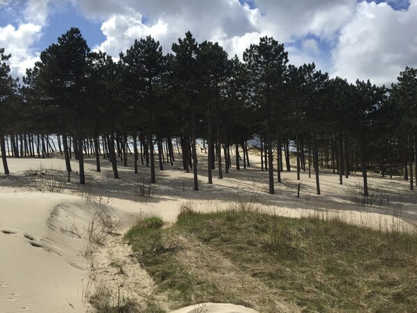 En skov med høje træer og sandet jord.