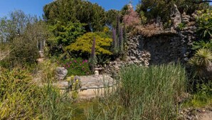 A garden with a variety of plants, a stone wall, and a small pond.