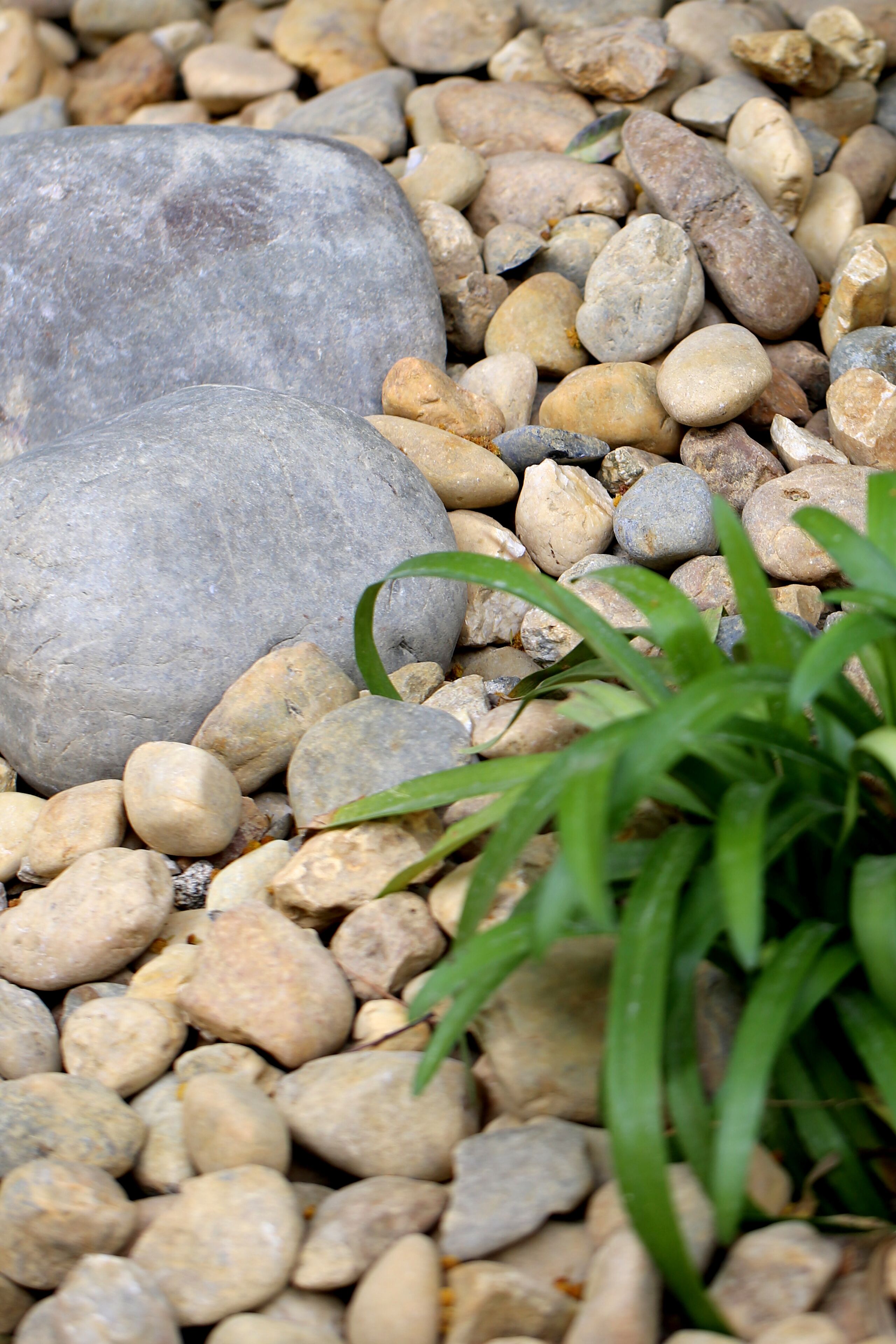 A close-up of a pebble surface with a large gray rock and green foliage.