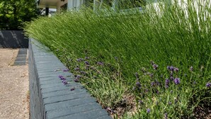 A garden bed with tall green grass and purple flowers, bordered by a grey stone wall. - Holiday Home Zeeland Near Veerse Meer (Kamperland)