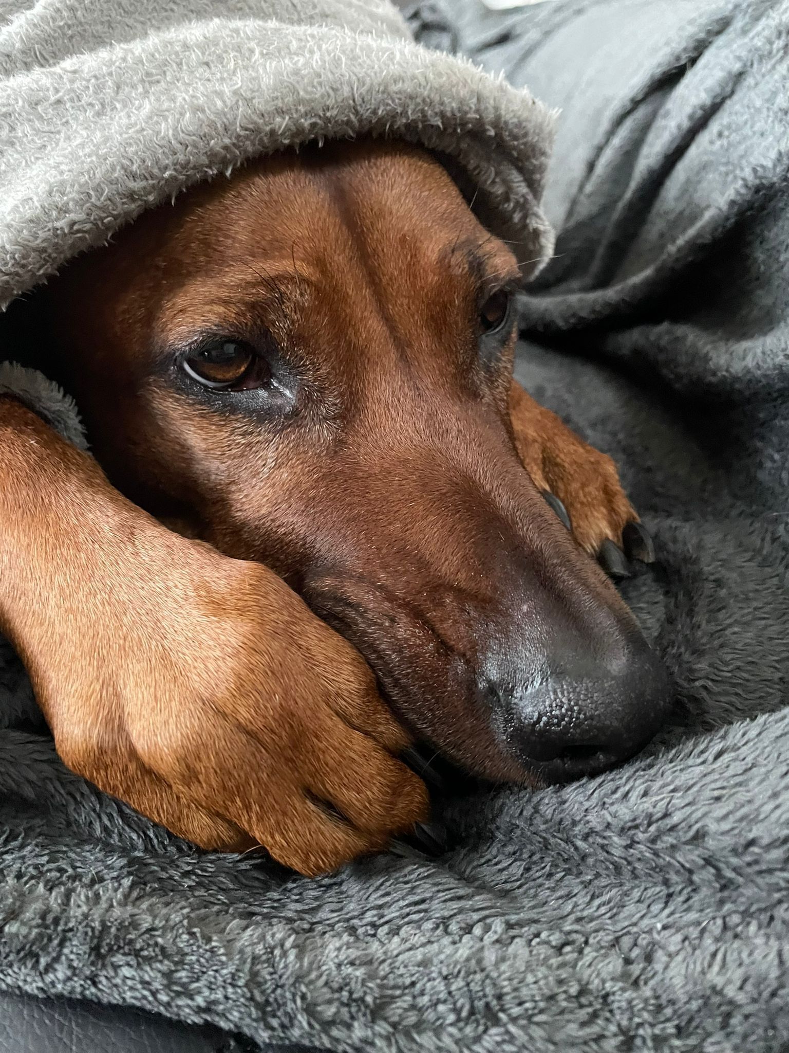 A dog resting under a blanket.