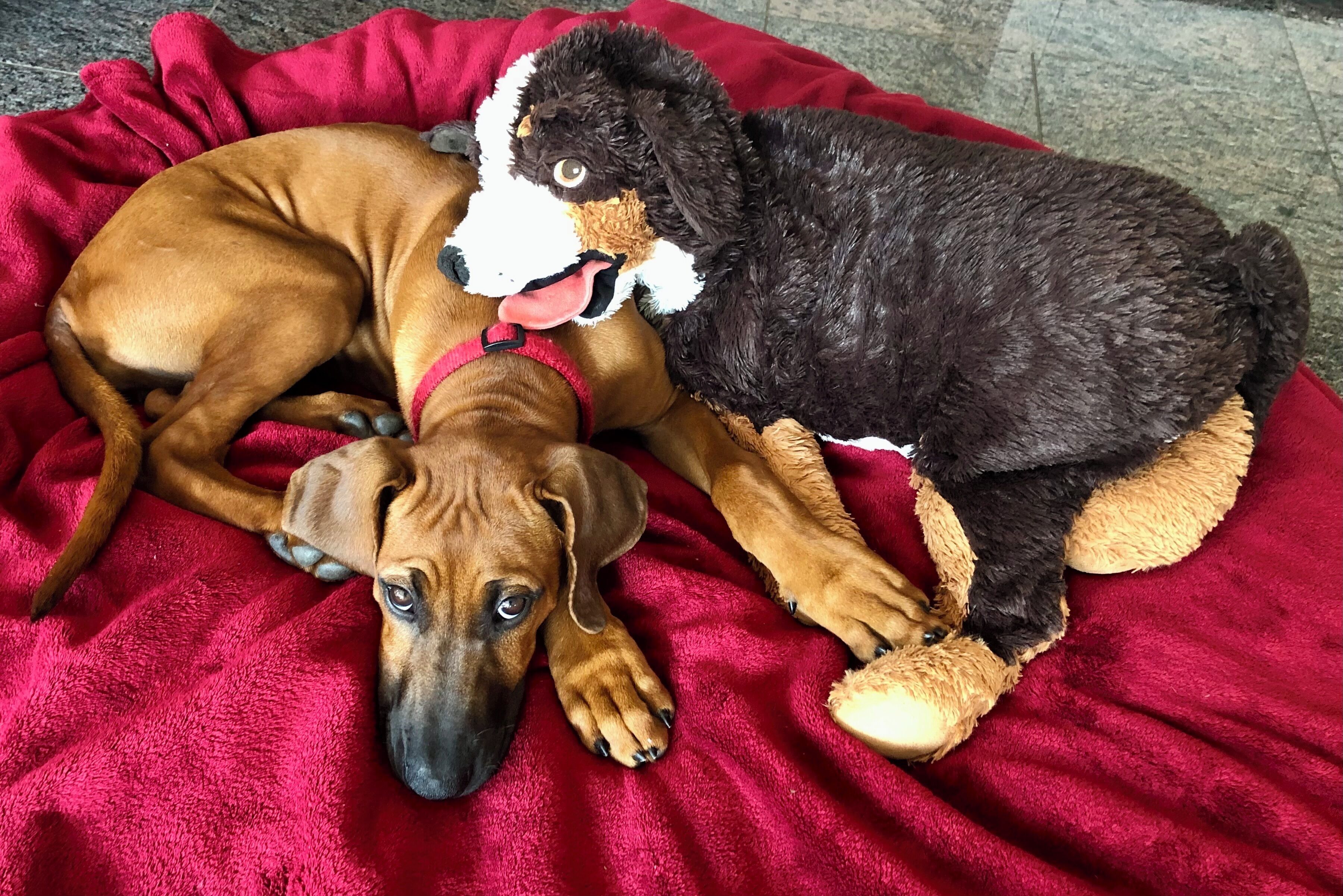 Deux chiens allongés sur une couverture rouge.