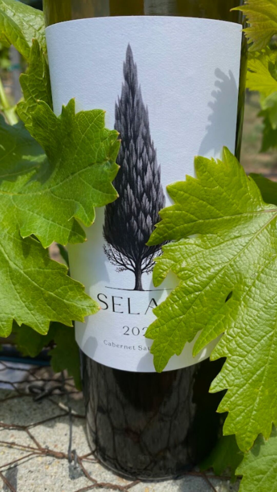 Bodega de vino