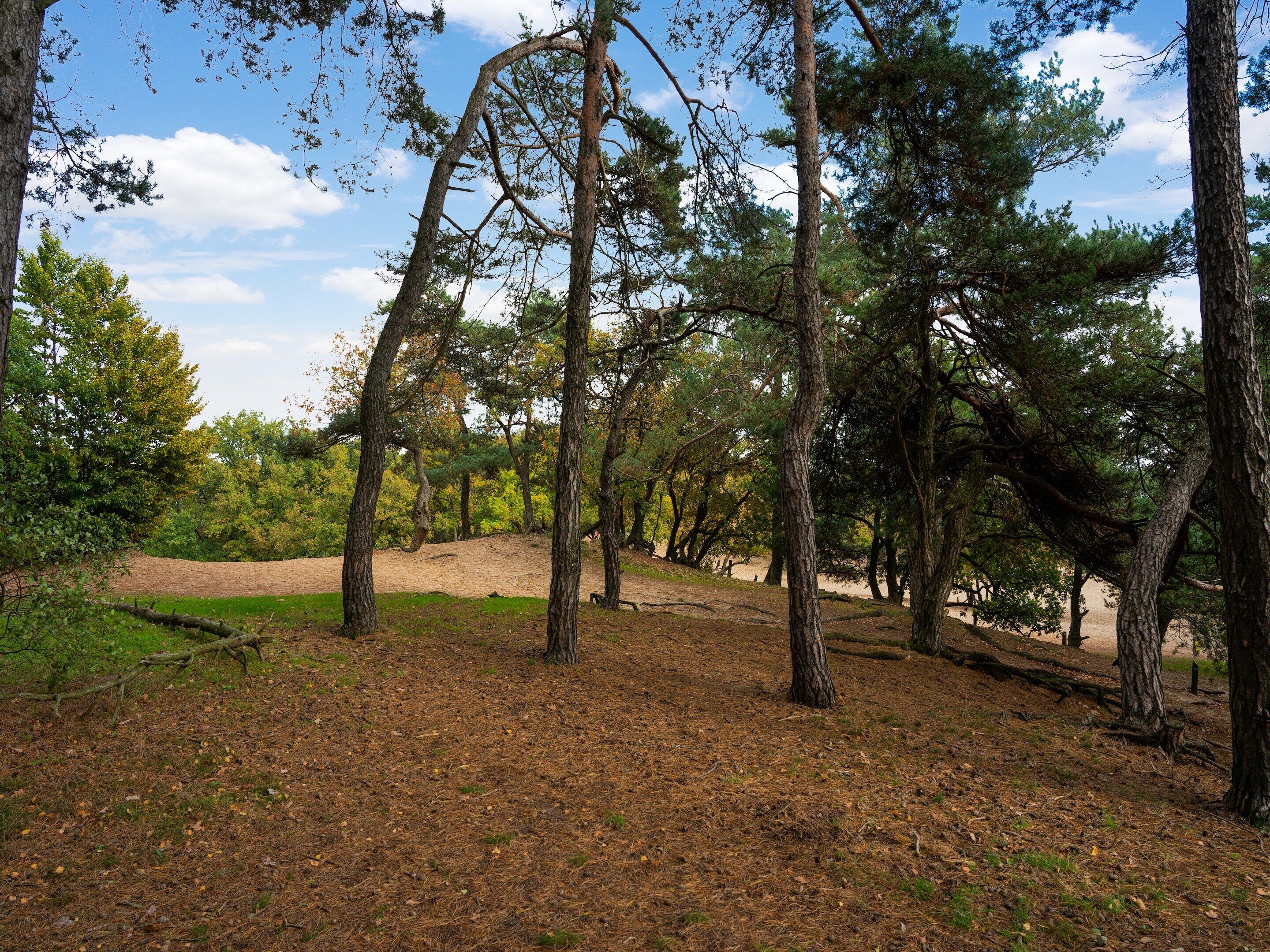 Uma área arborizada com árvores altas e uma trilha de terra.