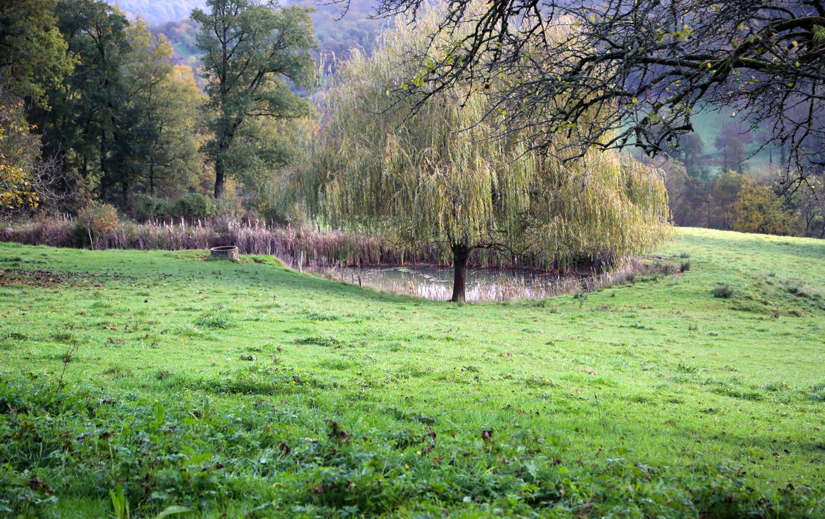 A grassy field with a weeping willow tree and a pond.