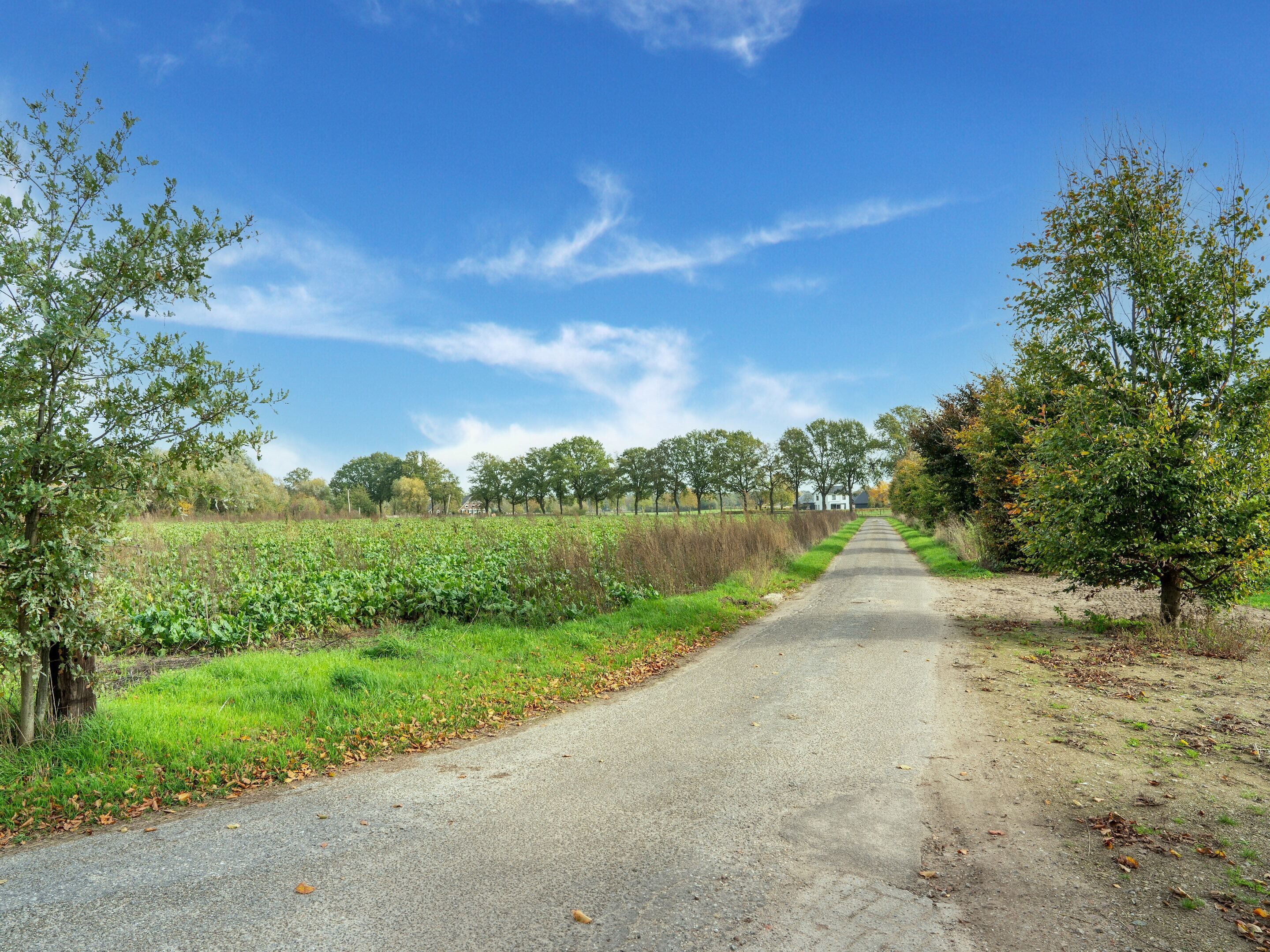 A rural road flanked by trees and fields, leading to a distant white house.