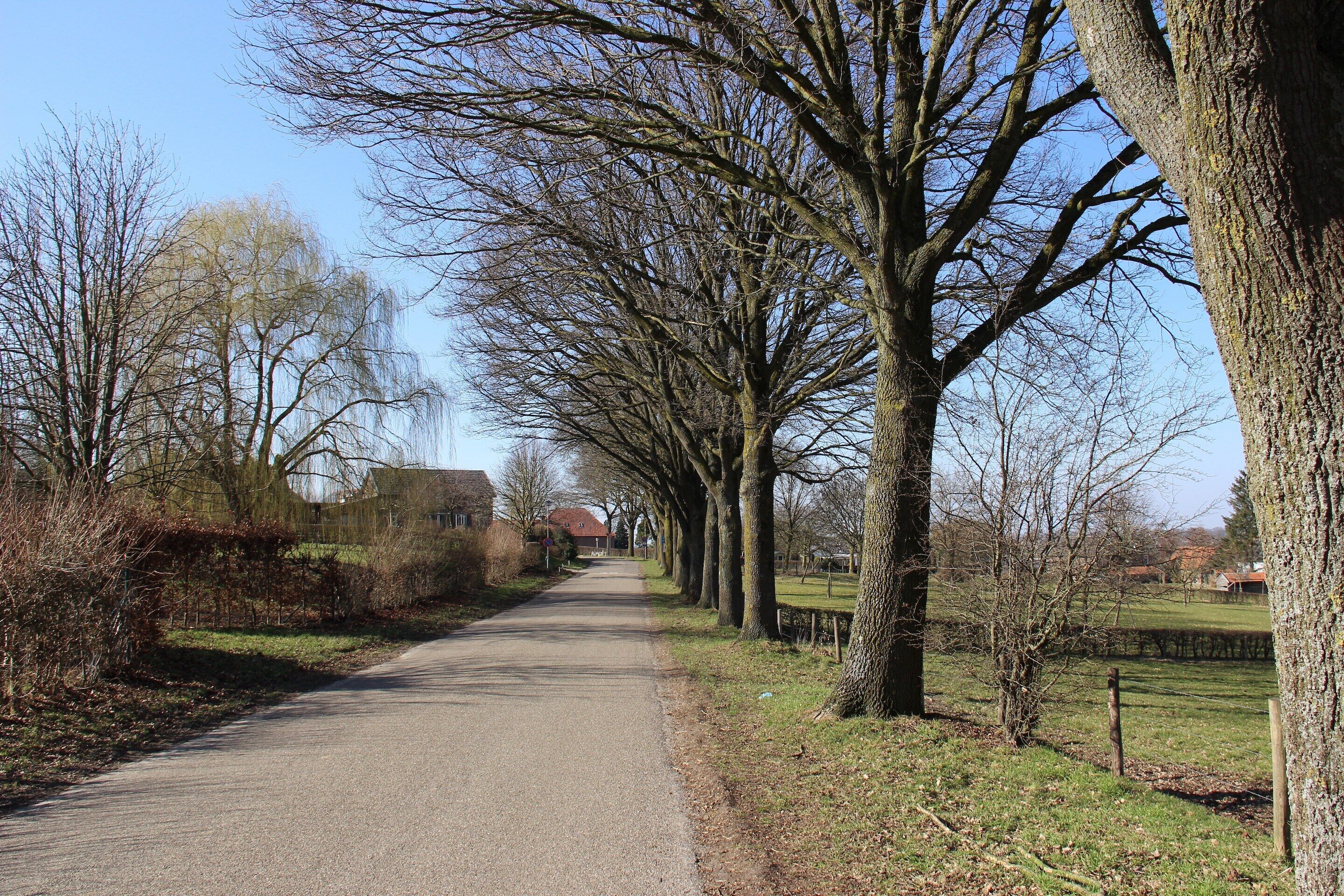A narrow paved road flanked by leafless trees and a grassy field.