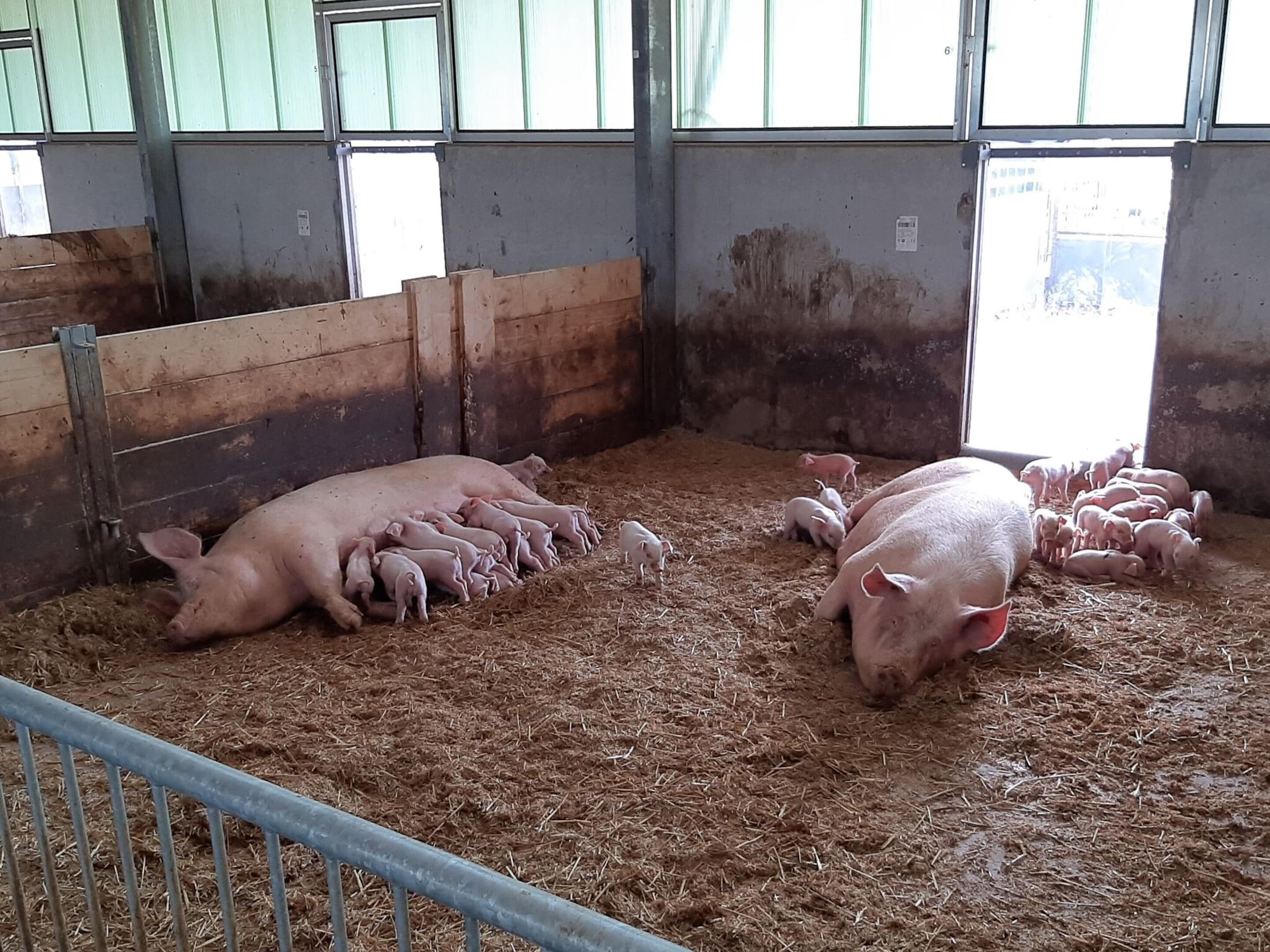 Een varkensstal met varkens en biggen, metalen hekken en een houten voerbak.