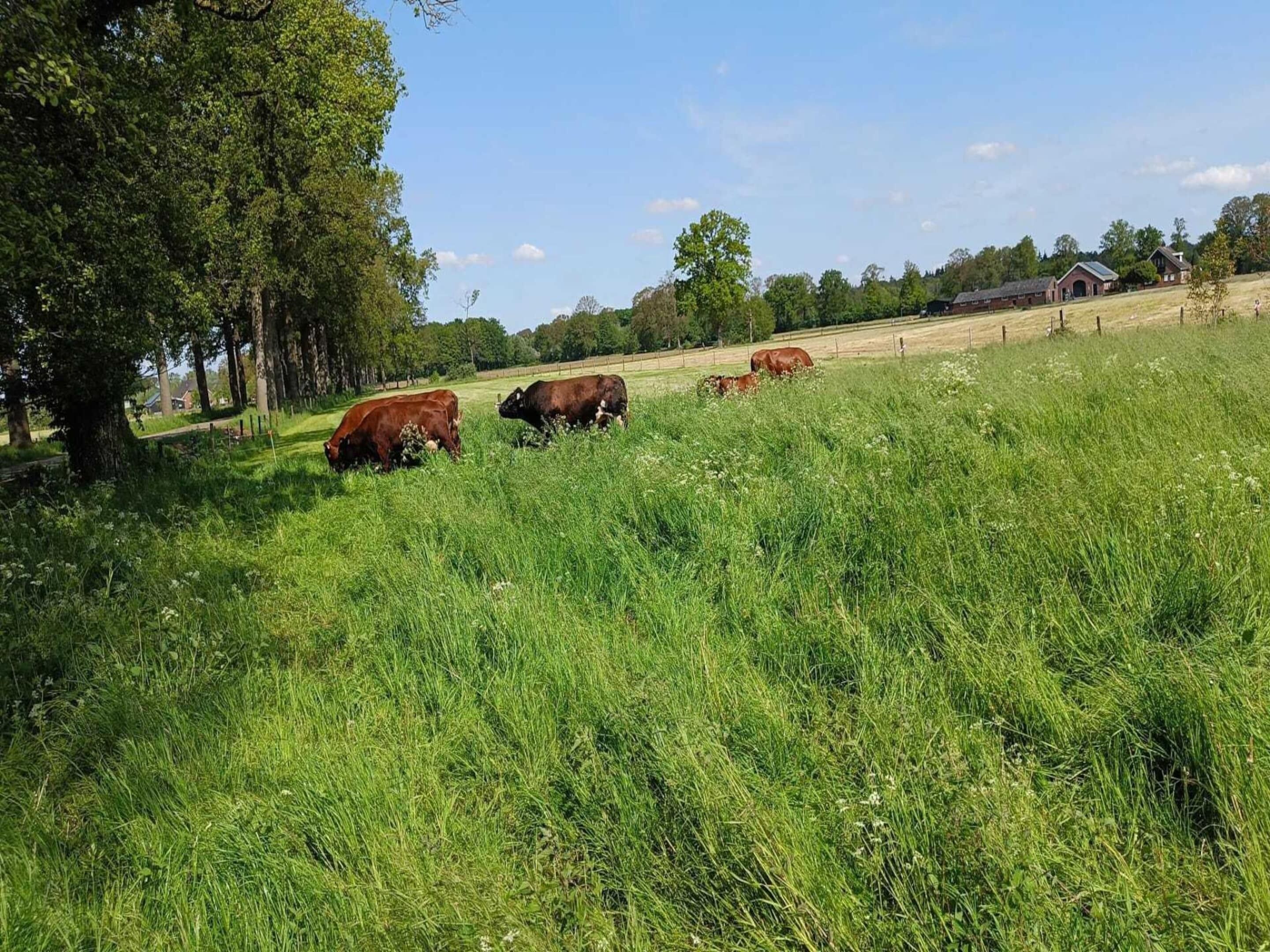 A grassy field with cows grazing, surrounded by trees and a distant building.