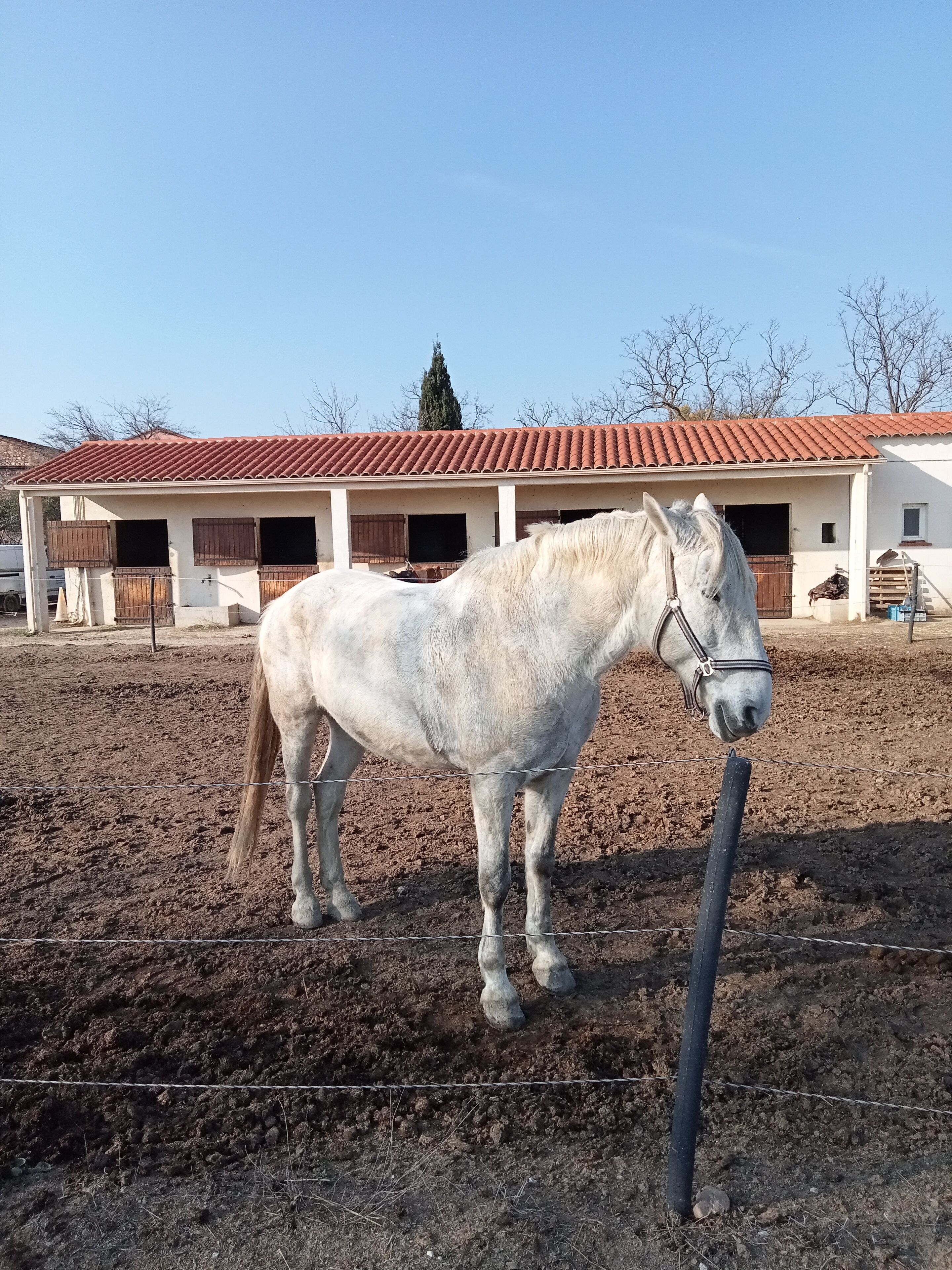 A white horse standing in a fenced area with a building in the background.