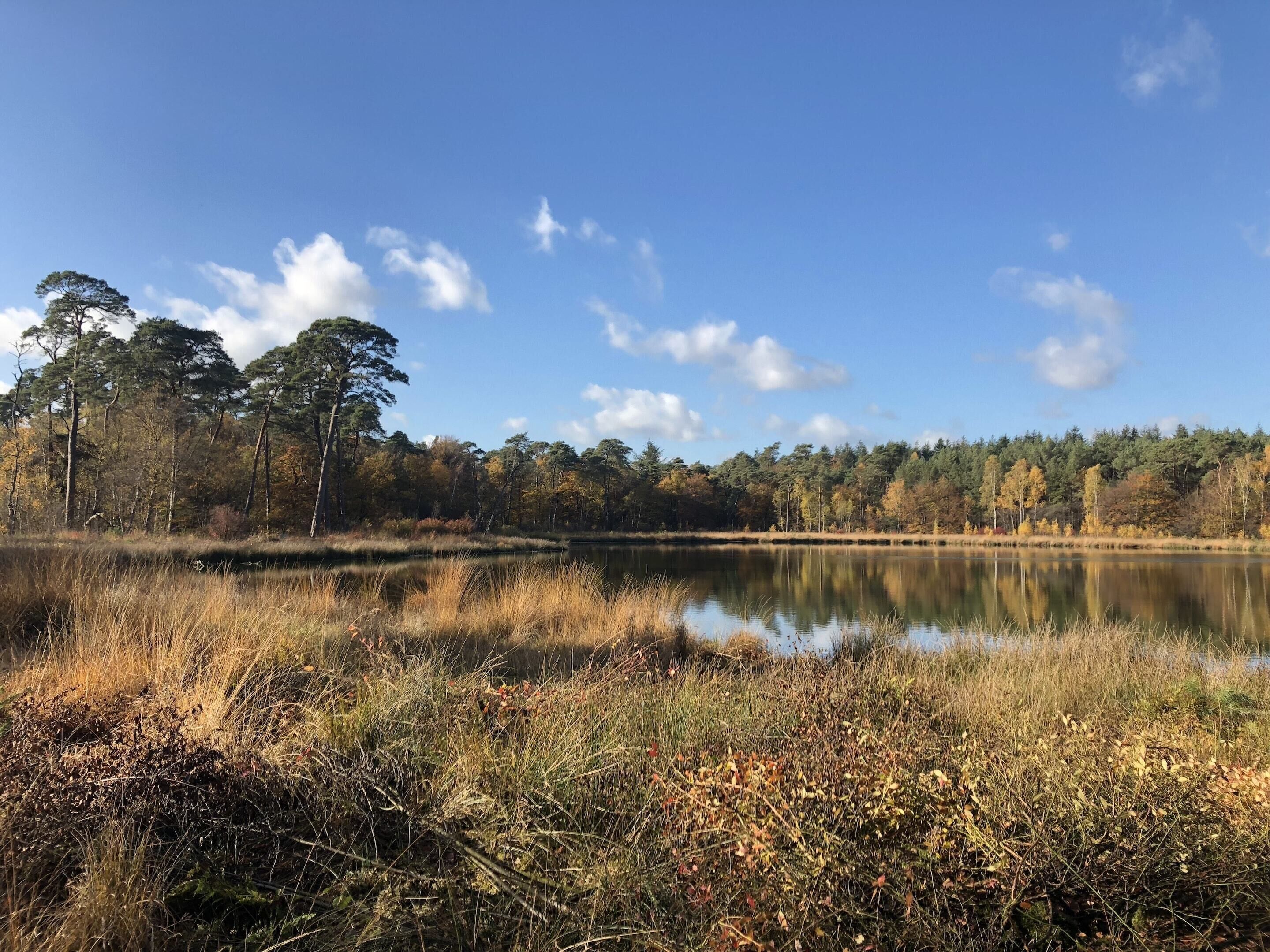 Un lago tranquilo rodeado de árboles y zonas verdes.