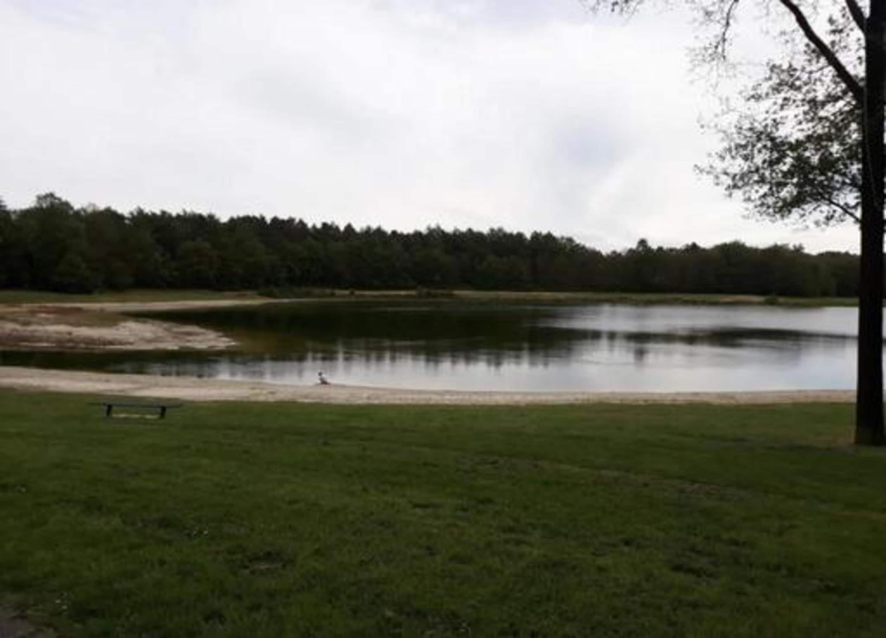 A park with a lake, a bench, and a tree.
