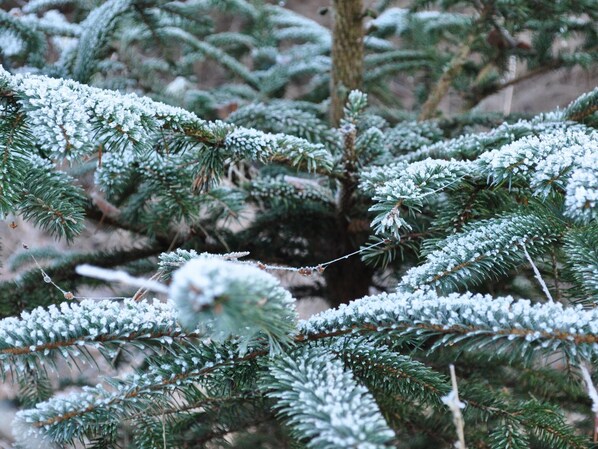 Primer plano de una rama de árbol de coníferas cubierta de nieve.