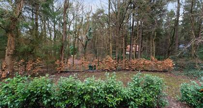 Forest House in Norg With Private Sauna