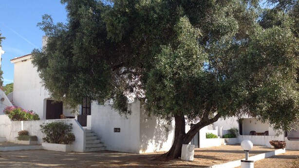 A white building with a staircase leading to a door, surrounded by trees and a small garden area.