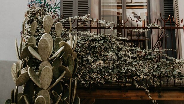 A building with a large cactus plant in the foreground, a window with shutters, and a mural on the wall. - Le Perchoir I  Charming one-roomed flat with balcony (Guebwiller)