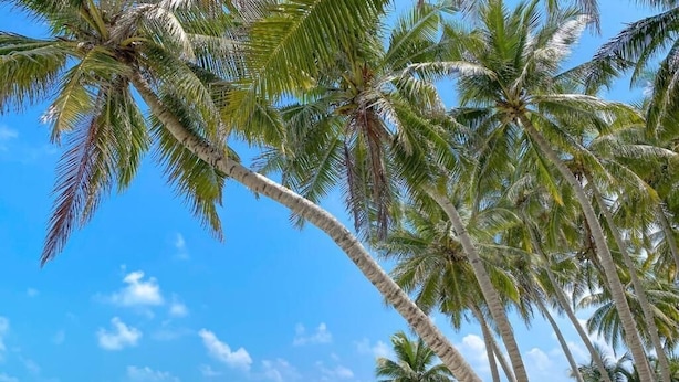 A beach with palm trees and clear blue water. - Captal Island Villa (Mathiveri)