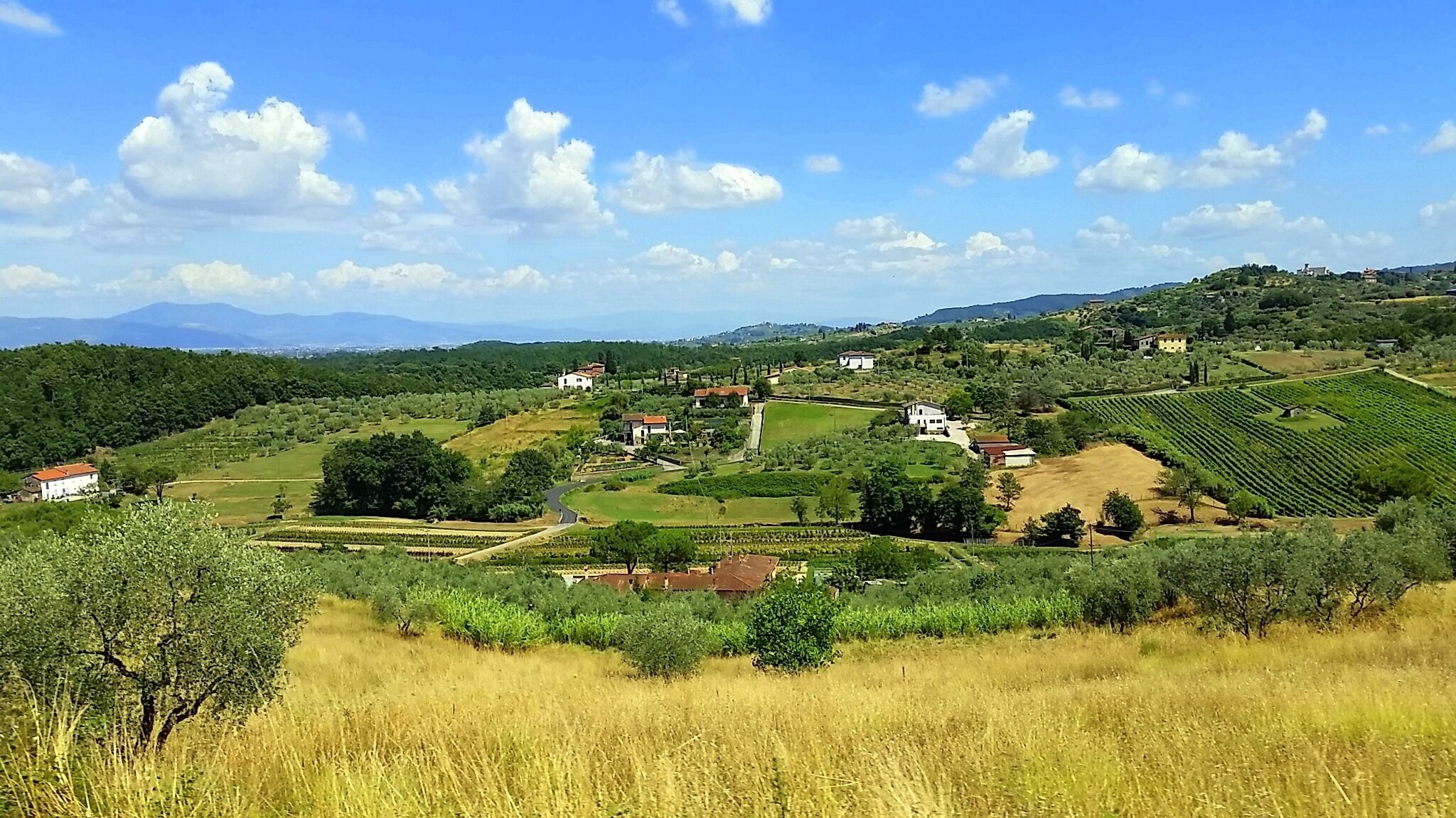 A rural landscape with vineyards, scattered houses, and a clear sky.