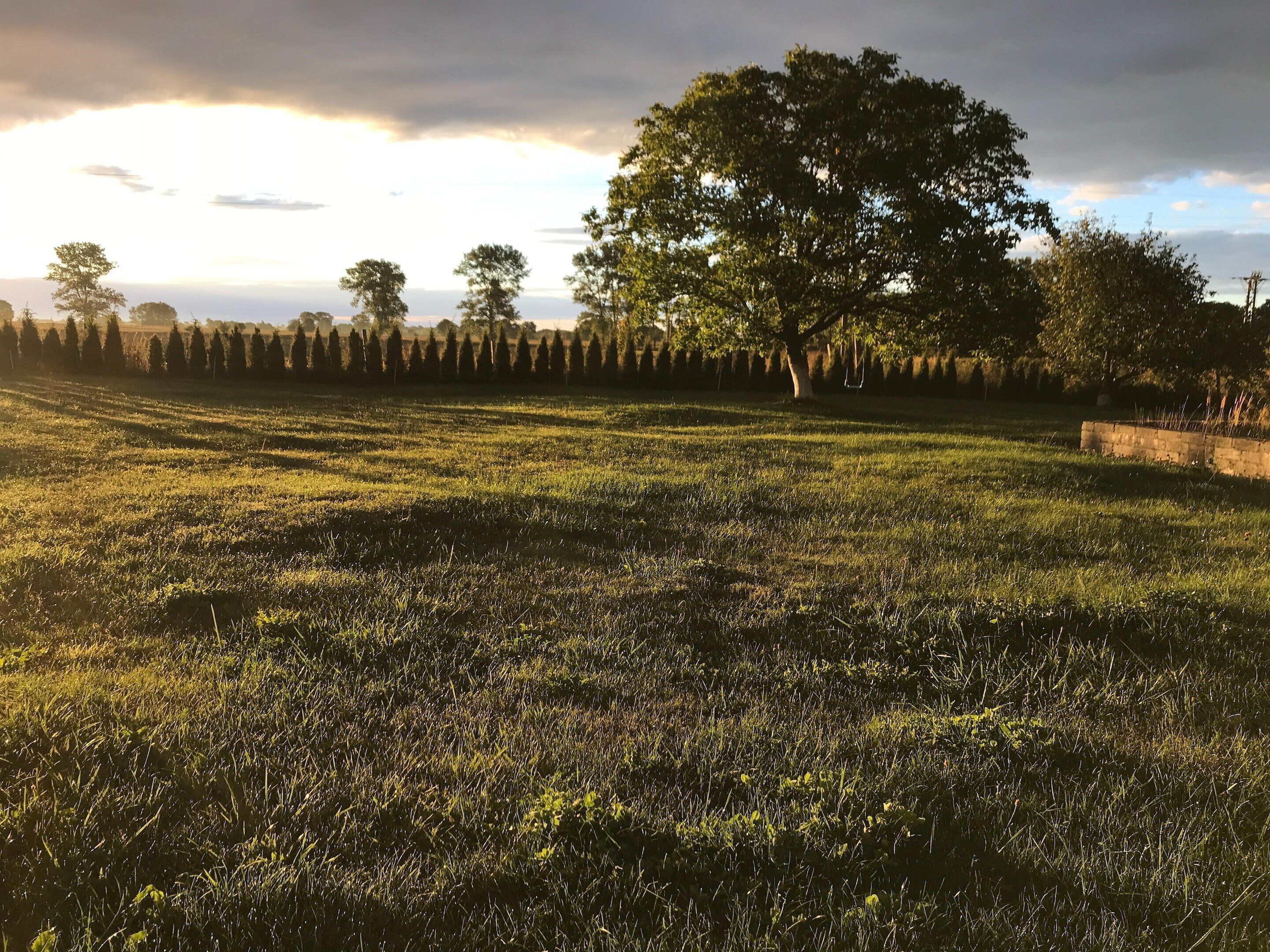 A grassy field with a large tree and a row of trees in the background.