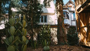 Ein Garten mit verschiedenen Kakteen und einer Holzkonstruktion.