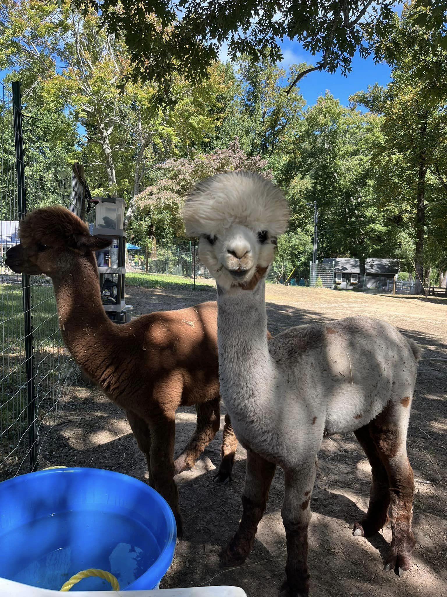 Dos llamas en un recinto al aire libre con un bebedero azul y un comedero.