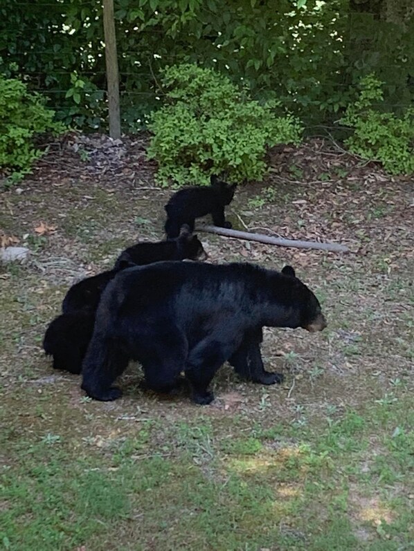 Three bears in a natural setting with dense foliage in the background.