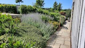 Stroll through the serene garden, surrounded by a variety of plants and a paved pathway.