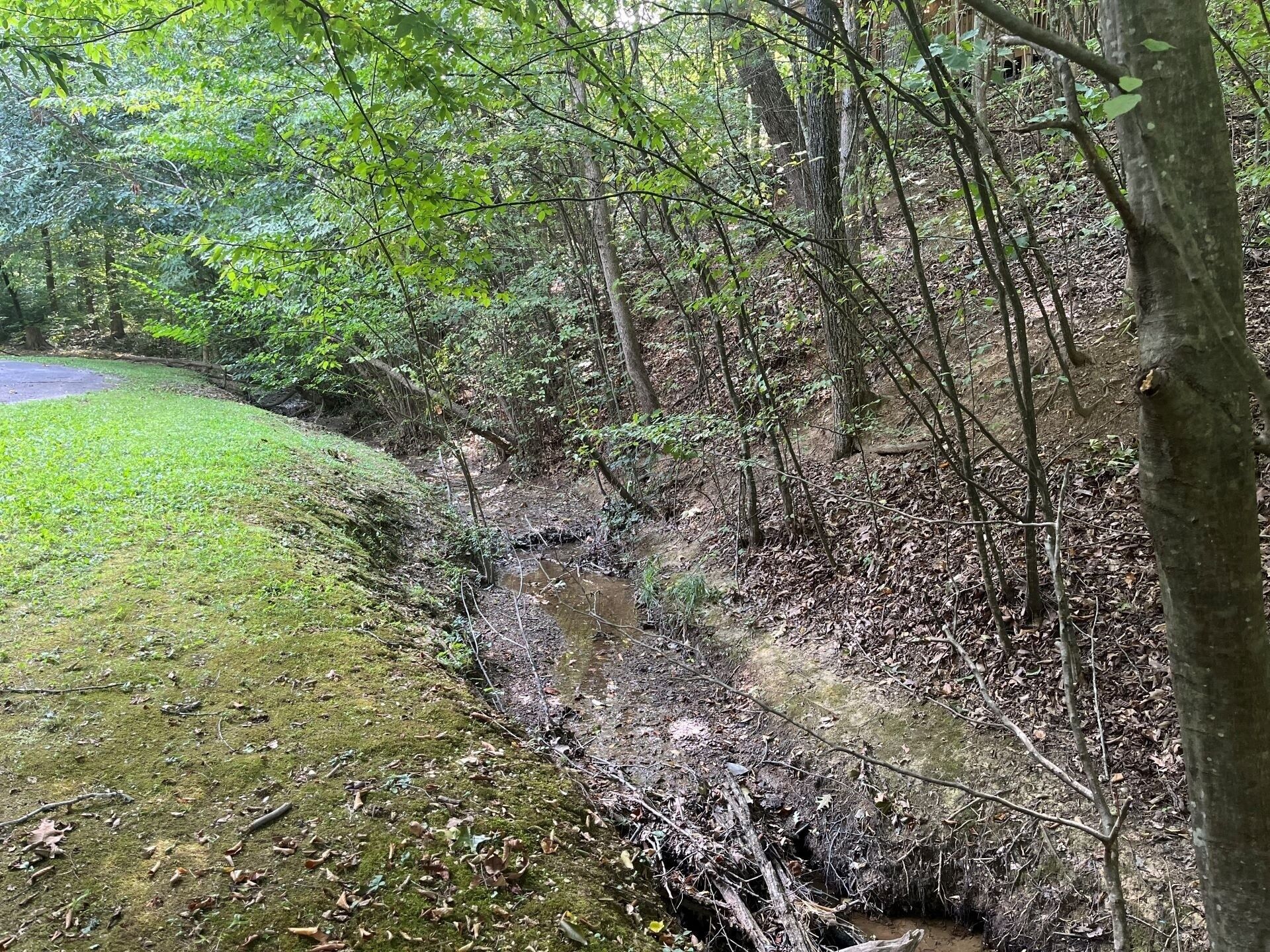 A forested area with a small stream, a grassy area, and dense trees.
