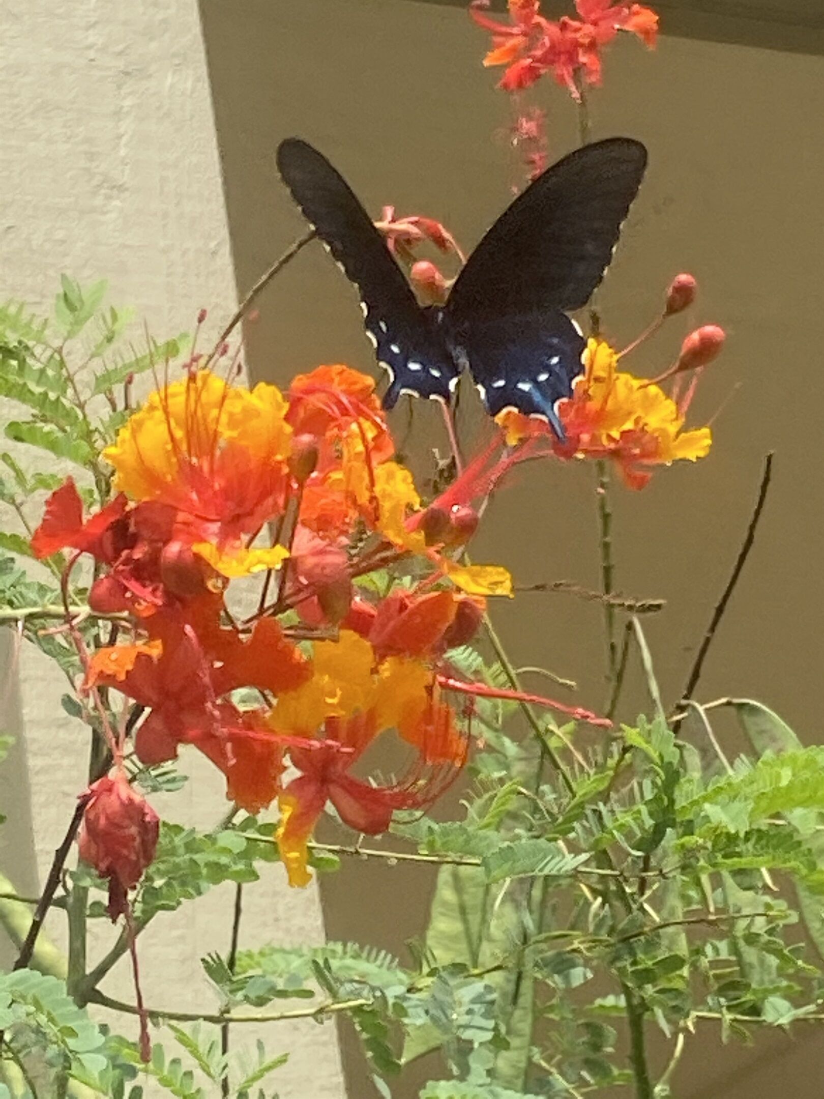 Ein Schmetterling auf einer Pflanze mit roten und gelben Blüten.