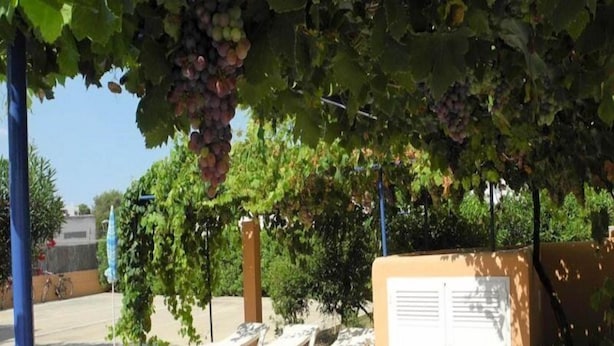 Un área junto a la piscina con sillones de descanso y una pérgola cubierta de parras.