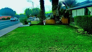 Un prato curato con una piccola cassetta postale bianca e una palma.