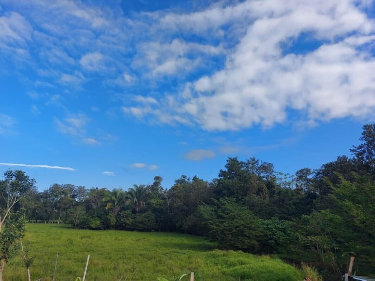 Un campo cubierto de hierba con árboles y un cielo azul despejado.